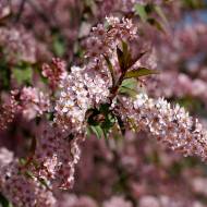 Саджанець Черемха віргінська Шуберт в контейнері